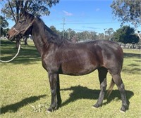 "Diesel" Aged SH x Gelding (Late Teens)