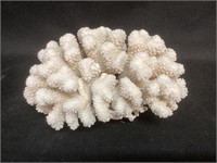 9” White Coral Specimen