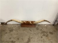 67” Wide Texas Long Horn Display