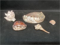 Collection of Decorated Sea Shells