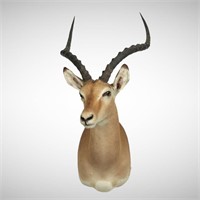Taxidermy Large Impala Buck Shoulder Mount