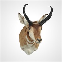 Taxidermy Large Pronghorn Antelope Buck Mount