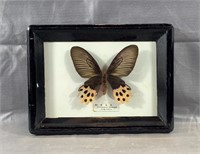 Atrophaneura Borishauns Butterfly in Shadow Box
