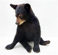 sitting Black Bear mount