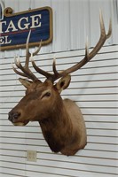 Elk mount
