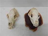 (2) bear skulls