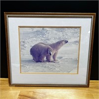 Framed Polar Bear Photo