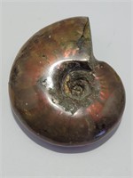 Ammonite Fossel Stone