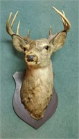 Taxidermy deer head