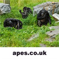 apes.co.uk