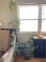 (2) Live Potted Plants 84” and 30” Tall