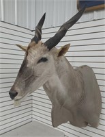 Common Eland antelope mount