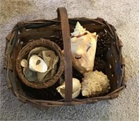 Seashells in basket