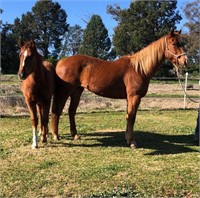 (NSW) FIONA - QH MARE & COLT FOAL
