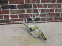 Skull with Horns