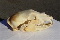 Large Skull W/ Bottom Jaw 10" Long From a ???