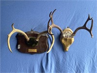 Lot of 2 deer antler racks mounted on wooden bases