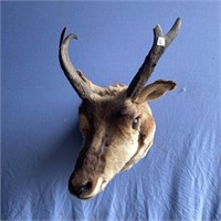 Pronghorn head mount rack size 13" wide, 11" tall