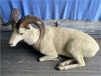 Full body taxidermy Dall sheep ram w/rack size of