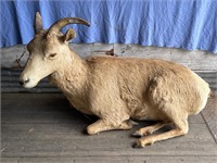 Full body Dall sheep, rack width 15" by 10" long