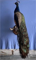 tall standing taxidermy peacock sitting on a wall