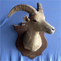 Dall sheep ewe shoulder mount on a wooden wall mou