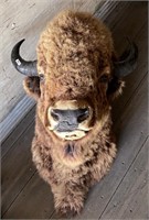 Wednesday, August 31st, 2022 Taxidermy Auction