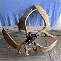 Moose antler chandelier w/ 4 light sockets Diamete