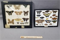 Butterfly & Moth Display