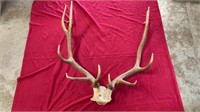 Elk Antlers, Approx. 35in. Wide, 39in. Tall