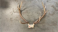 Elk Antlers, Approx. 32in. Wide, 32in. Tall