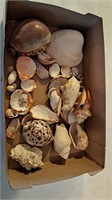 Miscellaneous shells