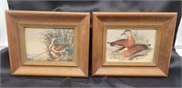 Small framed water fowl prints.  Each 8¼"×6¾".