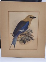 Vintage Morris Bendien Bluebellied Roller