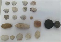 Assorted Shells & Rocks