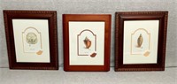 3 Framed shell prints