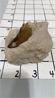 Fossil Tooth or Claw