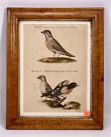 Bird print, German, in color, tiger maple frame is