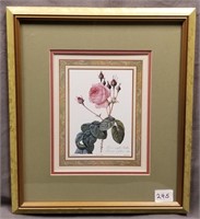 Framed Print of Roses