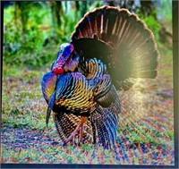 Pike County Illinois Turkey Hunt
