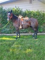 Olive - 5 year old, registered APHA black mare