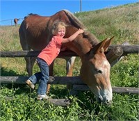 Fred- absolute gentleman mule!  8 years old