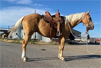 Frost Dat Cartel “Cody” - 3 year Old QH