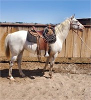 Busy -  white Appaloosa mare with many talents.