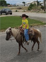 Scout - 8 year old ,grulla gelding pony