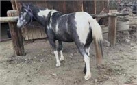 Lola - 5 year old, blue roan paint pony