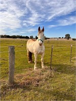 (VIC) GYPSY - PAINT X CLYDIE MARE