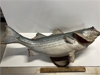 Striper fish mount