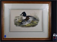 1862-73 John Gould Hand Colored Duck Lithograph