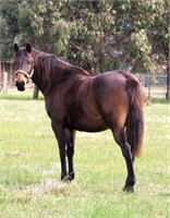 (NSW) DOUBLE TT PJ - ANGLO ARAB MARE